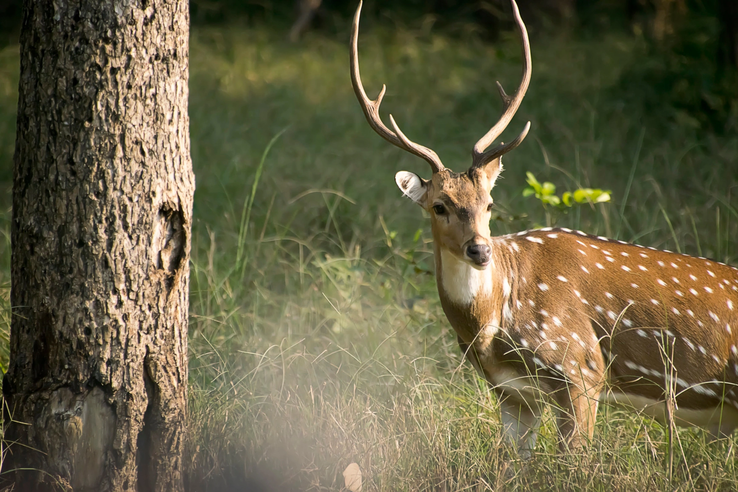 Kanha_National_Park[1].webp